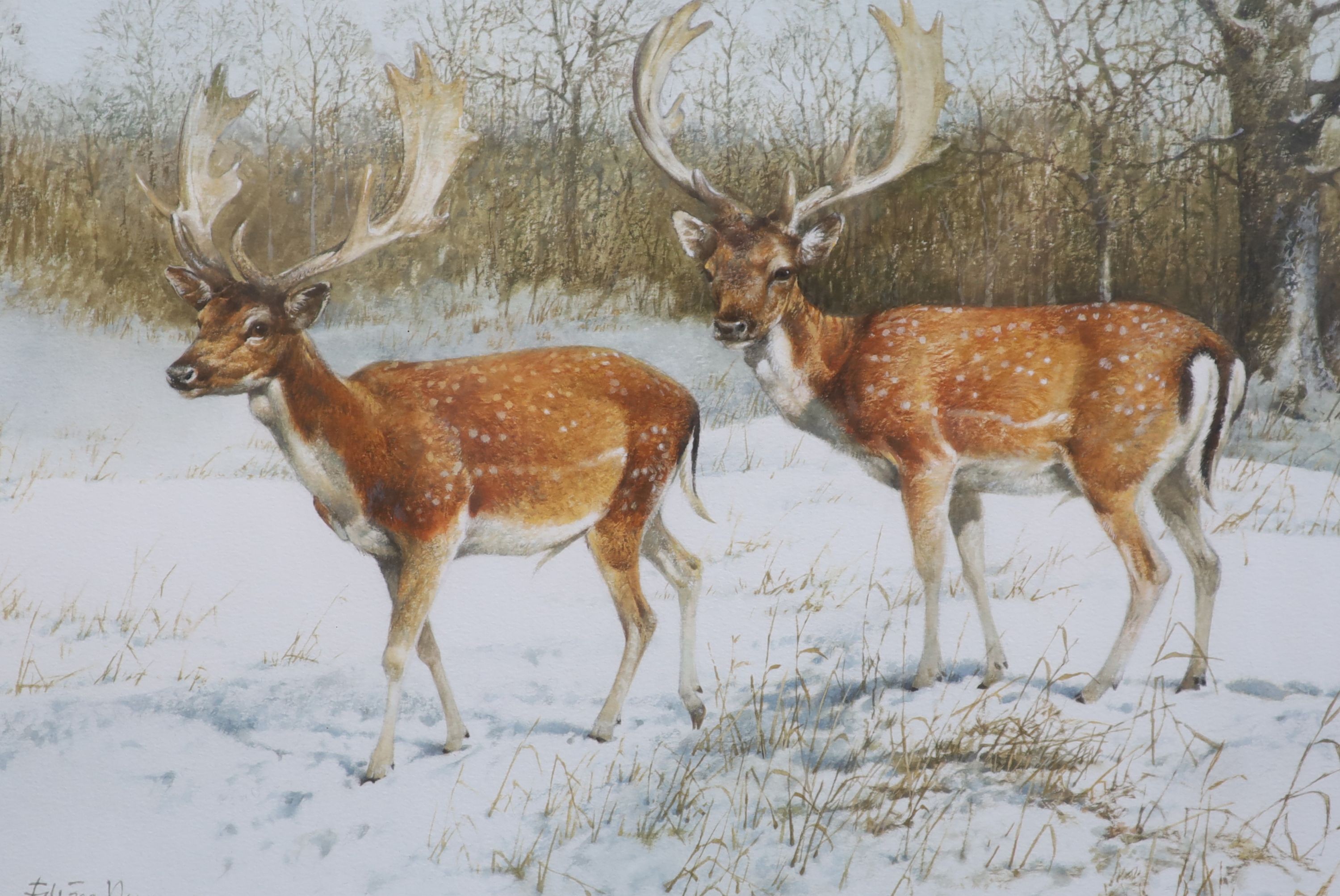 Edwin Penny (1930-2016), Fallow bucks, Watercolour, 35 x 51cm.